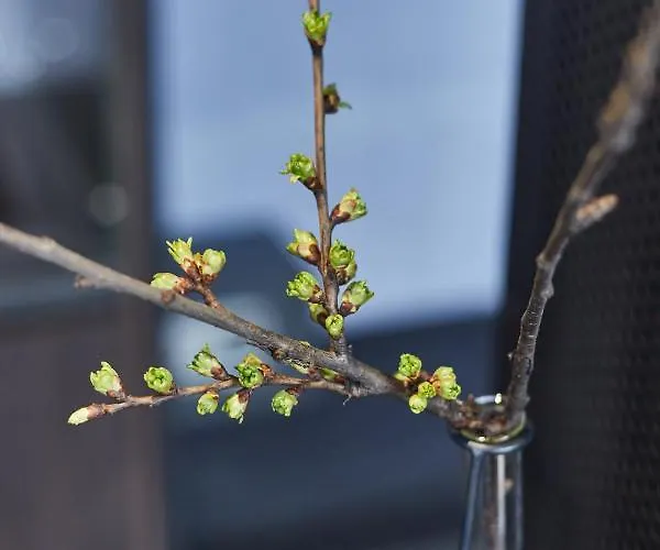 Stixiya Lejlighedshotel Odessa